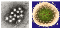 A형 간염 바이러스 사진